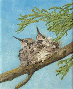 2 Anna's Hummingbird nestlings Juniper