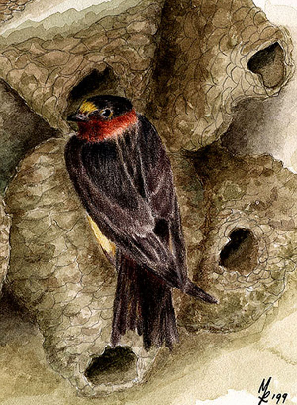 "Cliff Swallow"