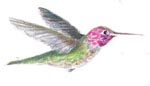"Hummer"