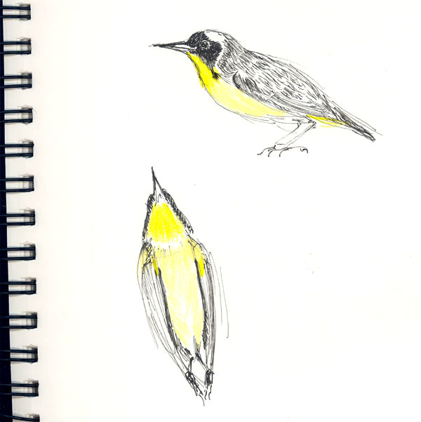 "Common Yellow Throat" Common Yellow Throat"