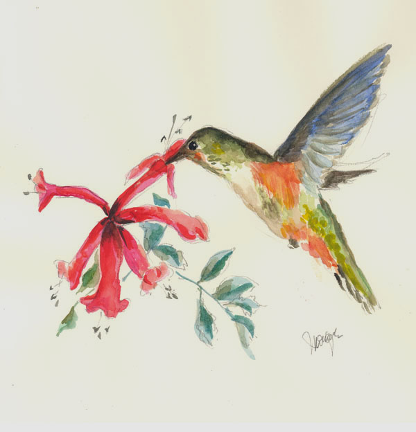 Watercolor drawing of hummingbird Watercolor drawing of Hummingbird