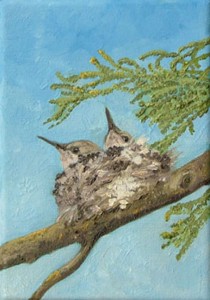 Anna's Hummingbird nestlings Juniper