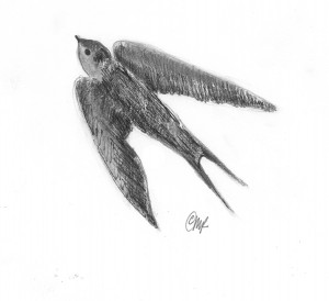 Pencil drwg Barn Swallow 2 copy