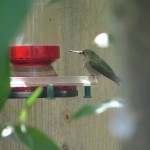 2003_0122 Anna's at feeder (1)
