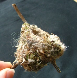 2008 Nest cropped image
