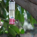 Allens nesting another year (23)