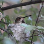 Allens nesting another year (3)