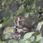 Day Before fledging (1)