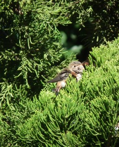 Fledging Day (14)