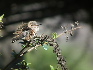 Fledging Day (20)