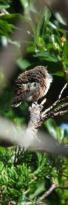 Fledging Day (30)