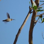 Hummingbird Challenge