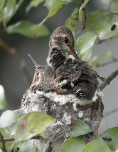 Day Before fledging (16)