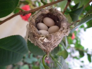 Hummingbird Eggs FOUR 016